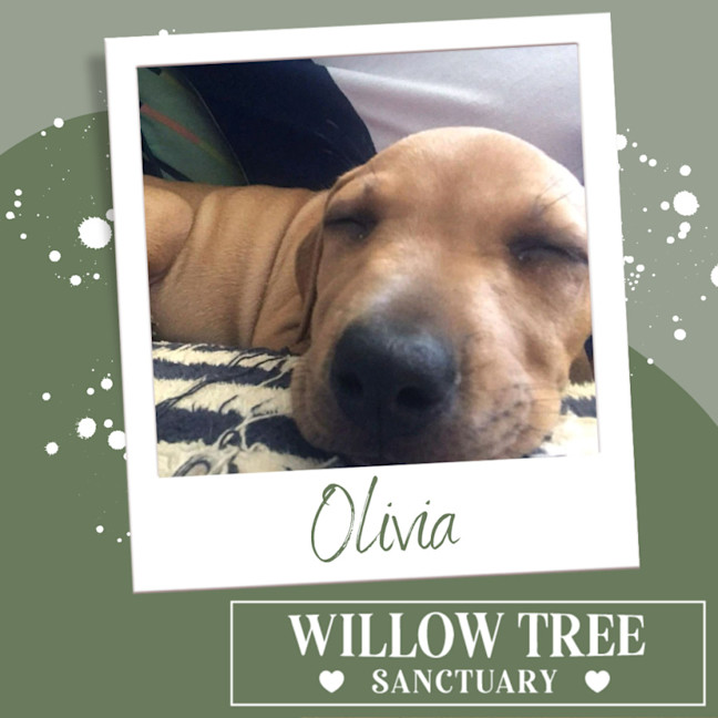 Photo of Olivia