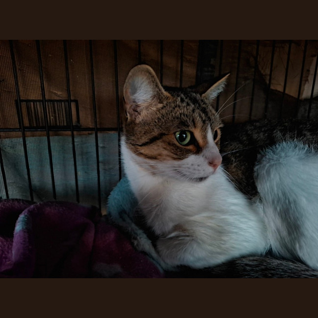 Photo of Squeak