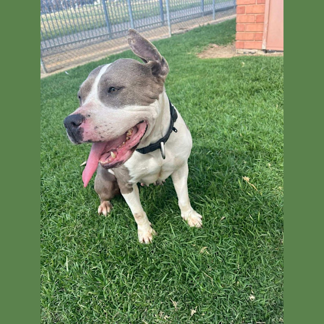 Photo of Koda