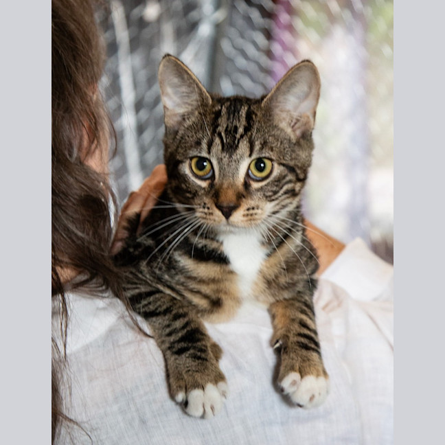 Photo of Banjo