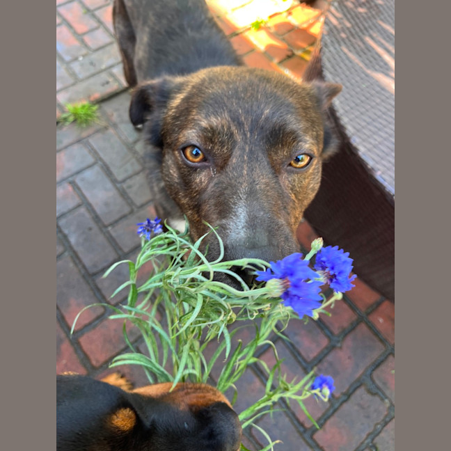 Photo of Tango