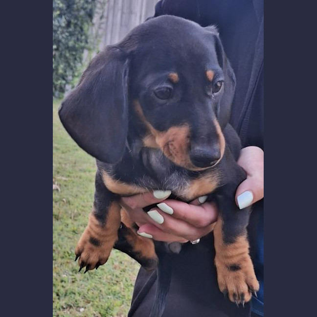 Photo of Milo