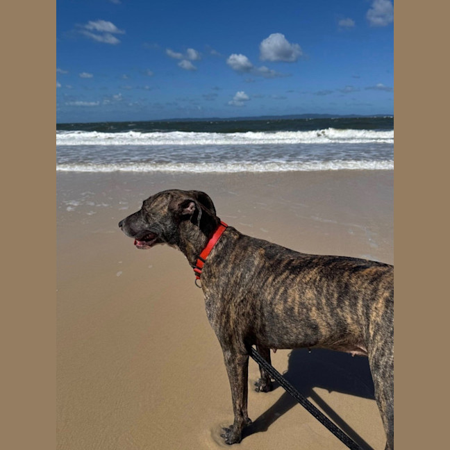 Photo of Maisy *$350 Adoption Fee*