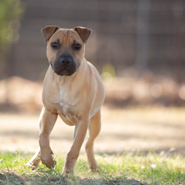 Photo of Toffee (Lemon)