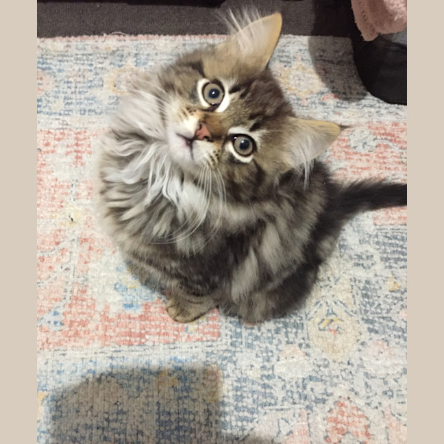 Photo of Humpty Dumpty