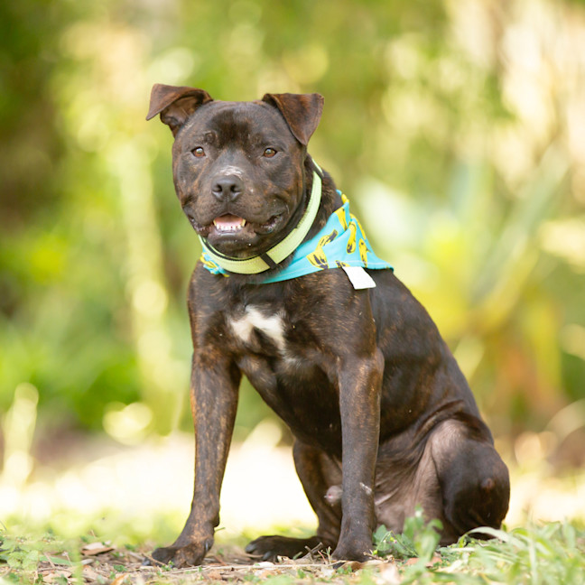 Photo of Shadow (Previously Greg)