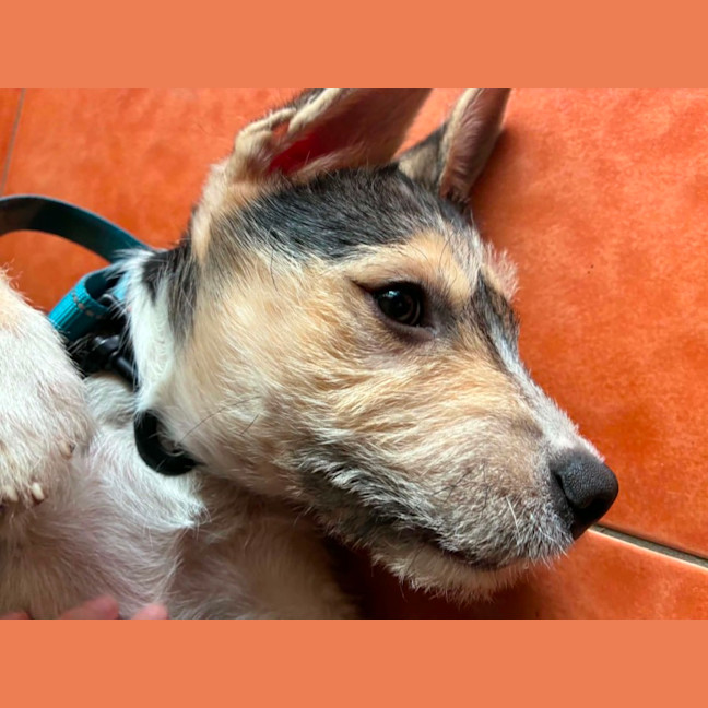 Photo of Chief