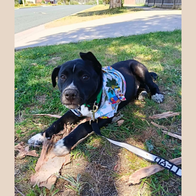 Photo of Bruno
