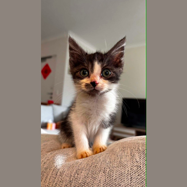 Photo of Ivy