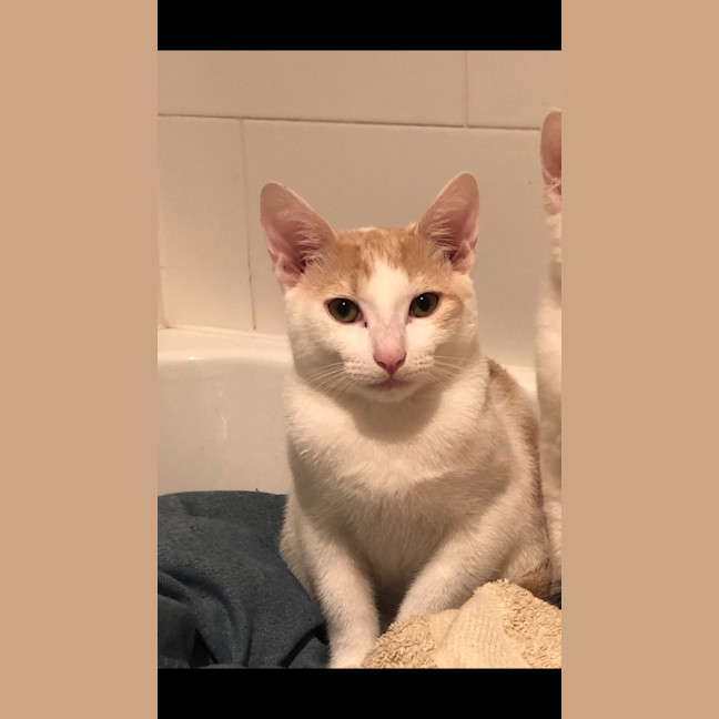 Photo of Oliver