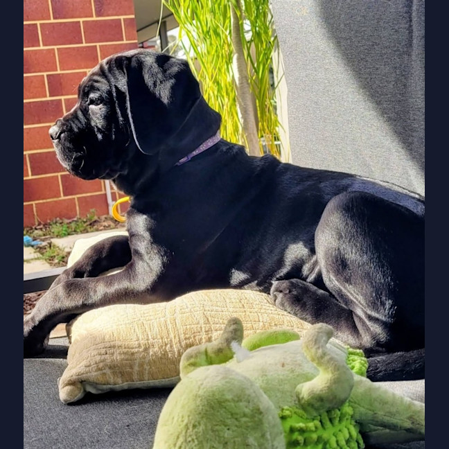 Photo of Shadow