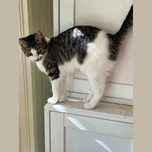 Photo of Basil & Oriana *9 Lives Project Rescue*