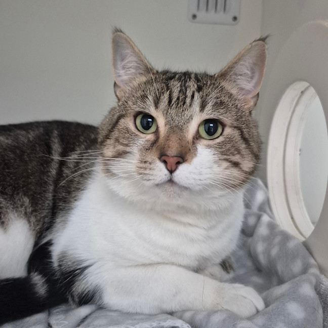 Photo of Custard