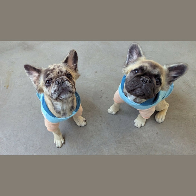 Photo of Teddy