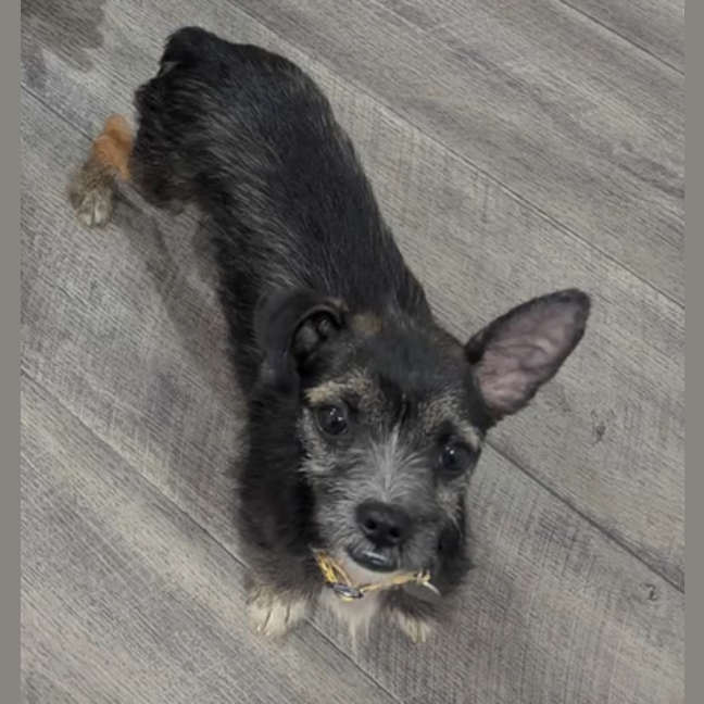 Photo of Bruce