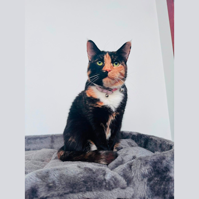 Photo of Fat Cat ❤️