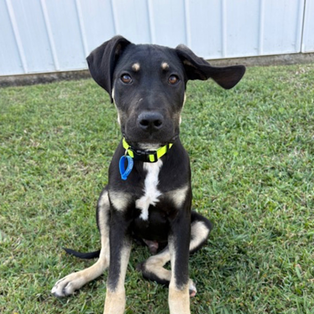 Photo of Ares