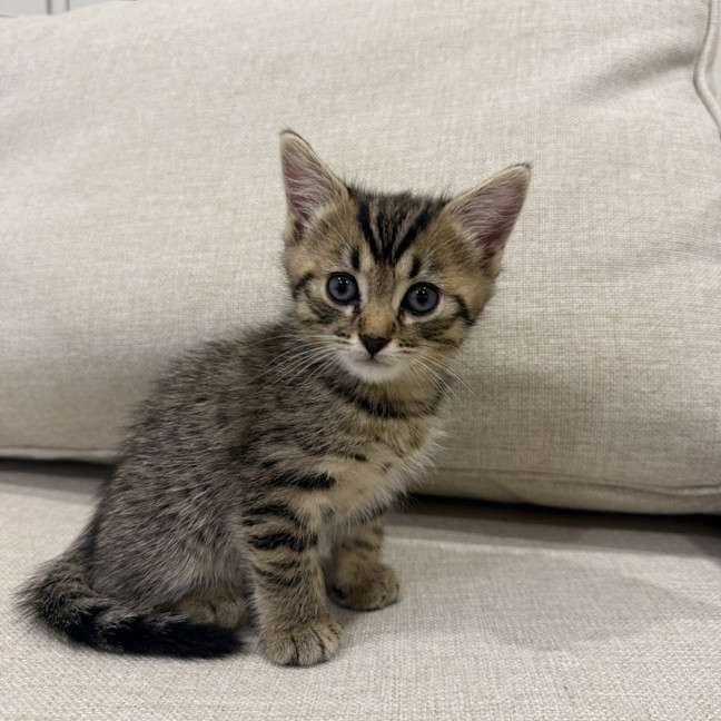Photo of Lola