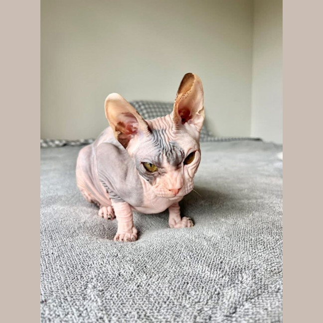 Photo of Echo (Was Roxanne)