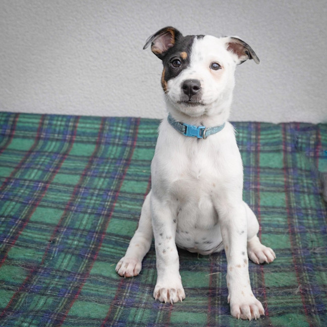 Photo of Ada