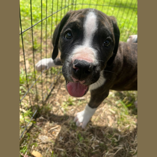 Photo of Clam Chowder