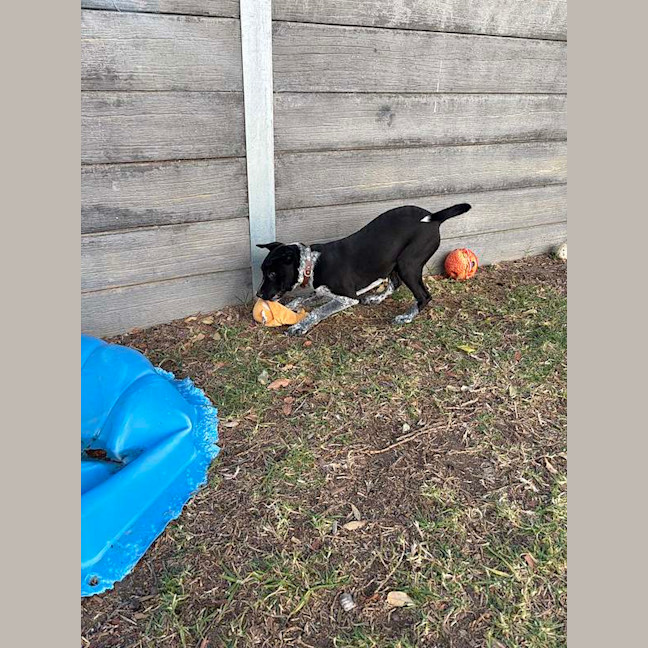 Photo of Spot