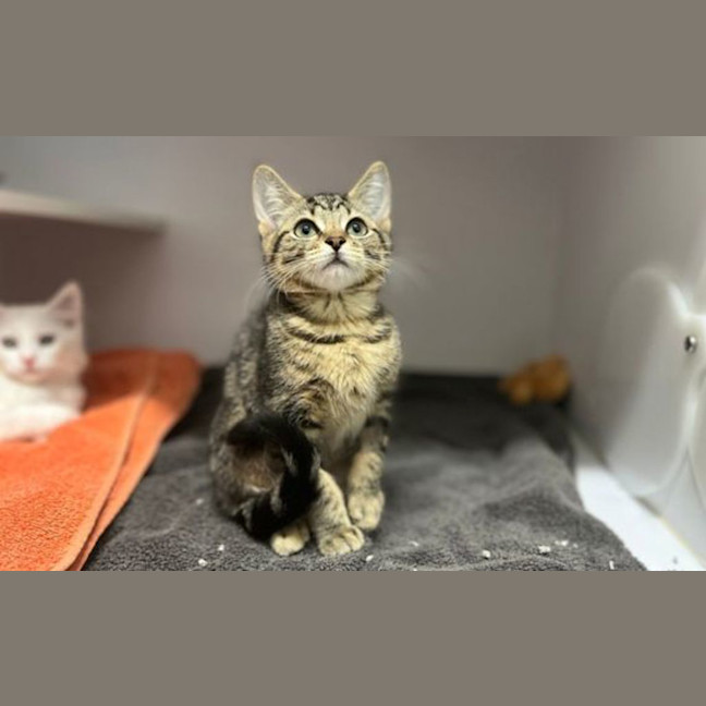 Photo of Nala