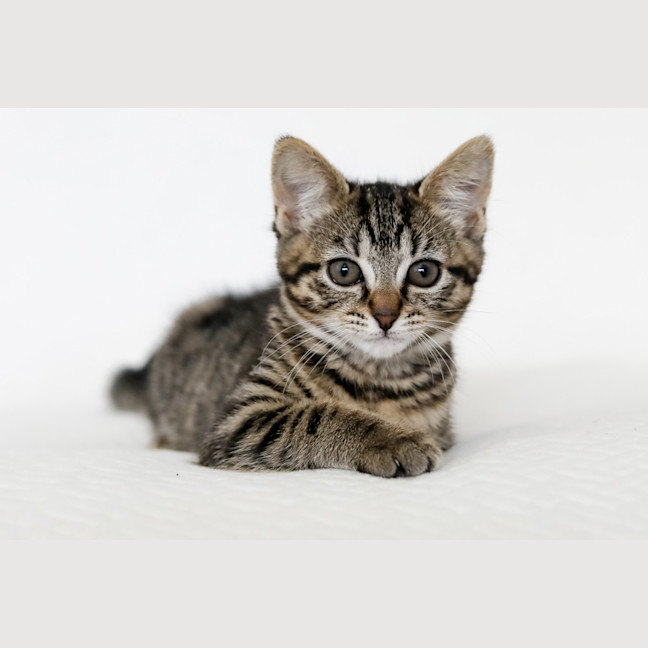 Photo of Milly