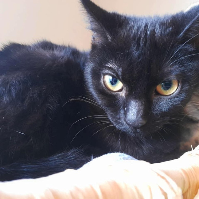 Photo of 10754   Smalls