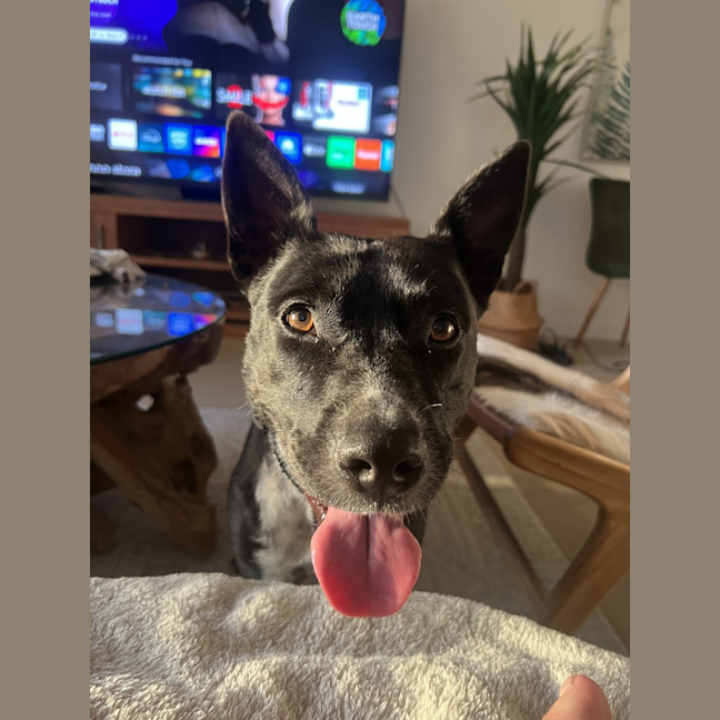 Photo of Oreo