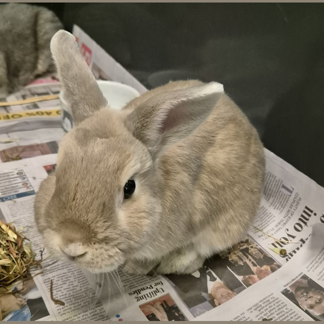 Photo of Ghost (Bonded With Casper)