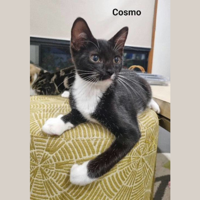 Photo of Cosmo