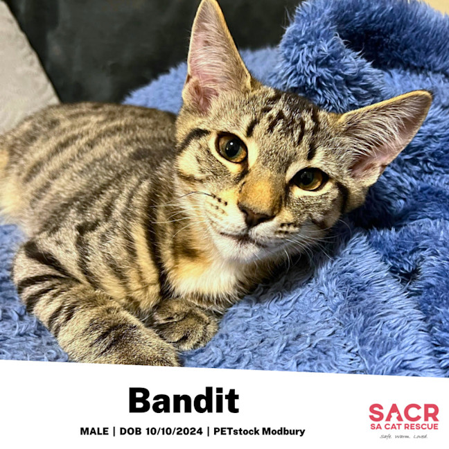 Photo of Bandit