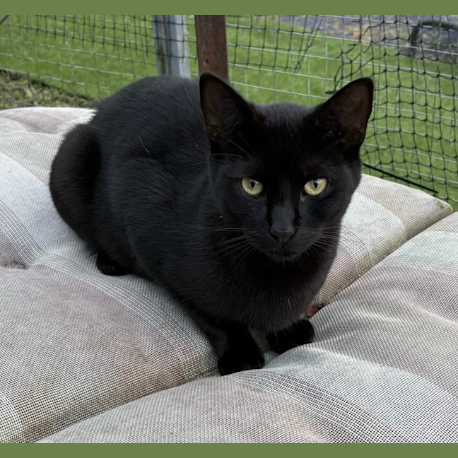 Photo of Coco