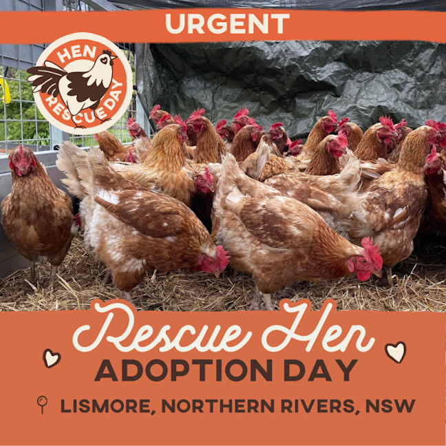 Photo of Adoption Day | Rescue Hens