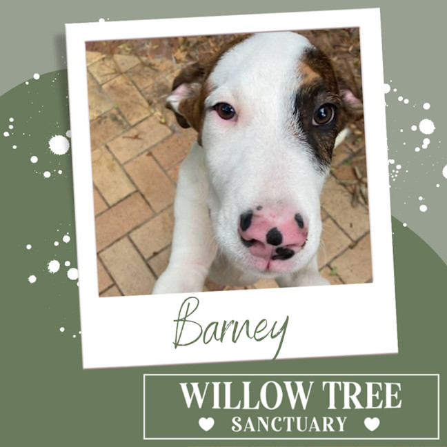 Photo of Barney 