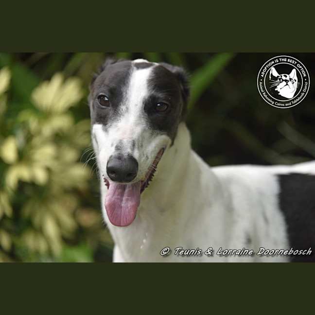 Photo of Minnie (Racing Name Mischievous Mini)