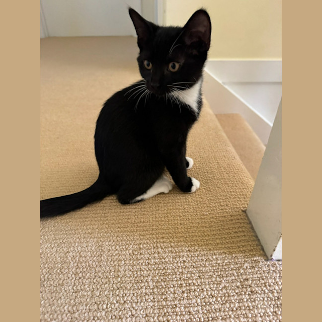 Photo of Whiskers