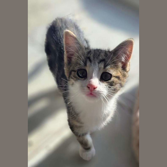 Photo of Chedder