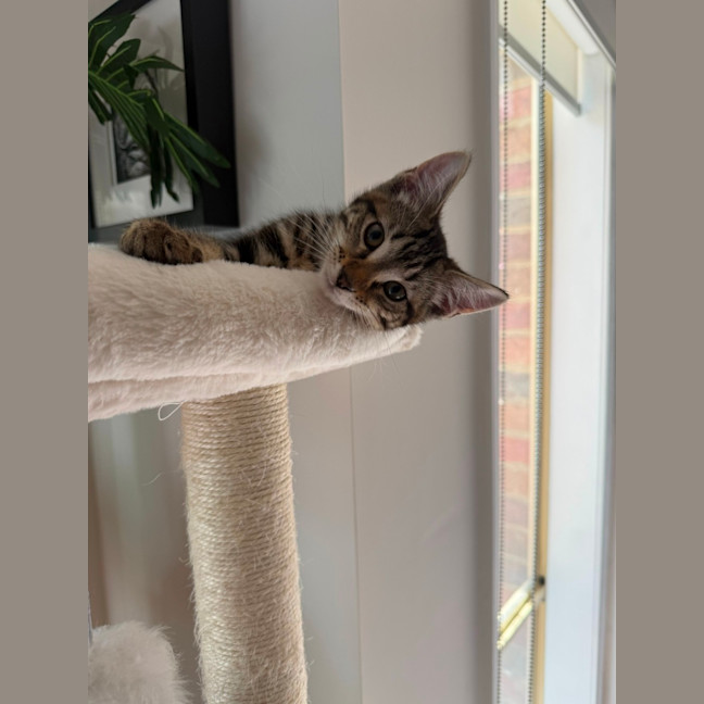 Photo of Spike