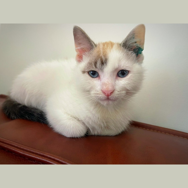 Photo of Sherbet