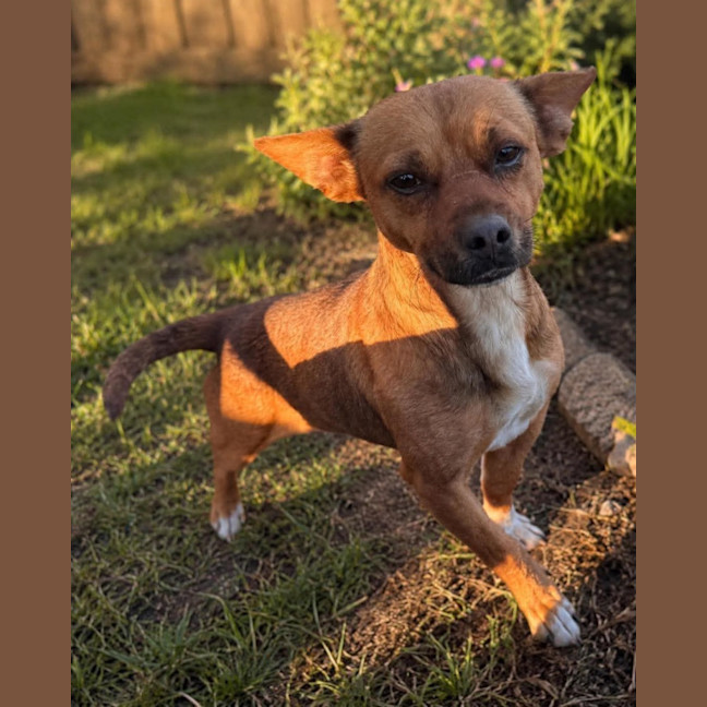 Photo of Pepper