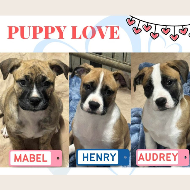Photo of Lexi's Puppies