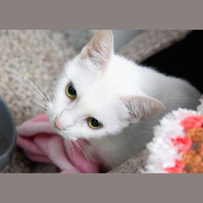 Photo of Clara / Pearl