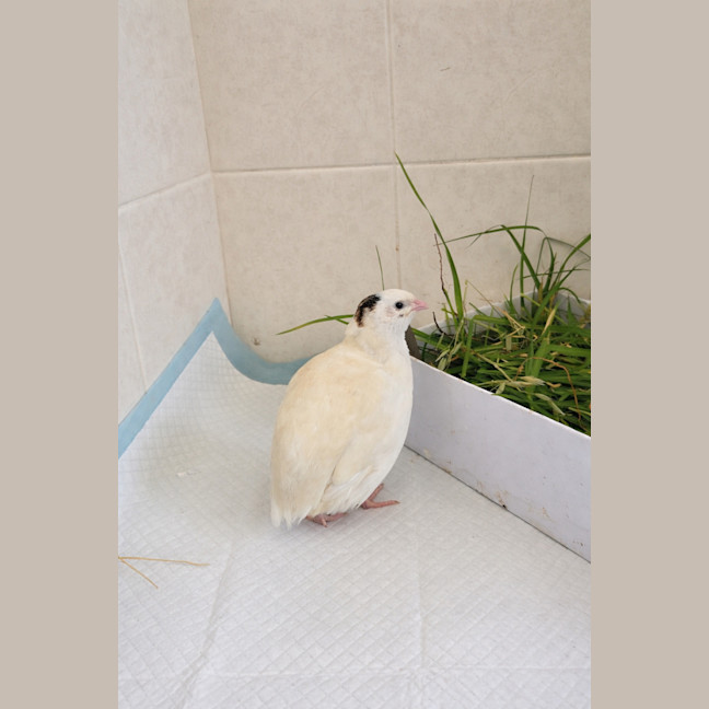 Photo of Edamame, Chickpea & Butterbeans