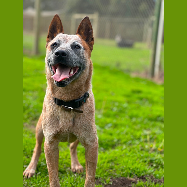 Photo of Rusty