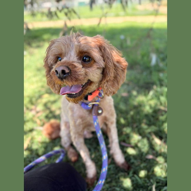 Photo of Oscar