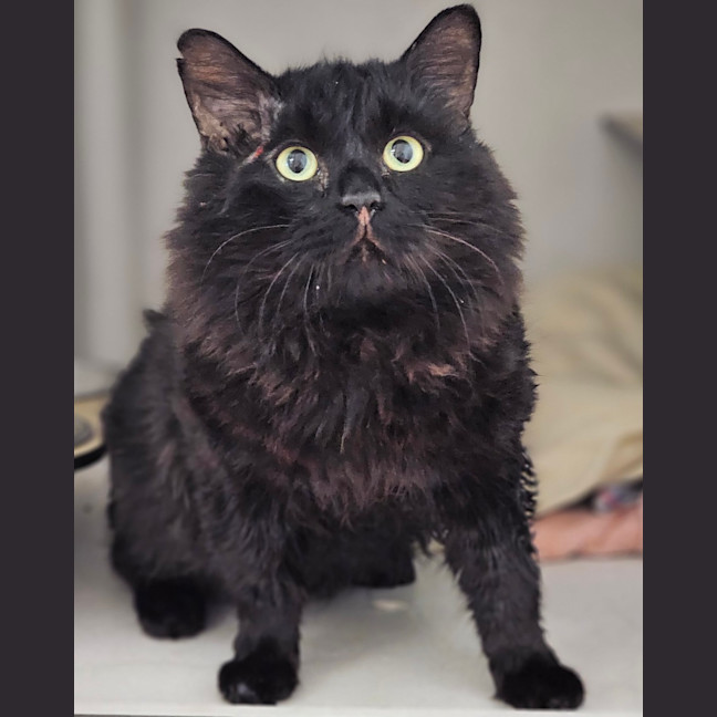 Photo of Sirius