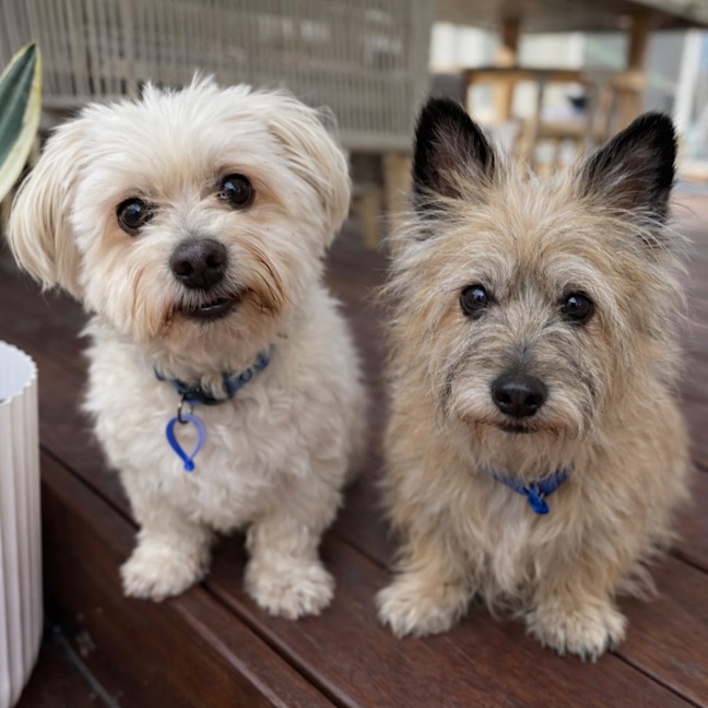 Photo of Honey   15 Year Old Cairn Terrier
