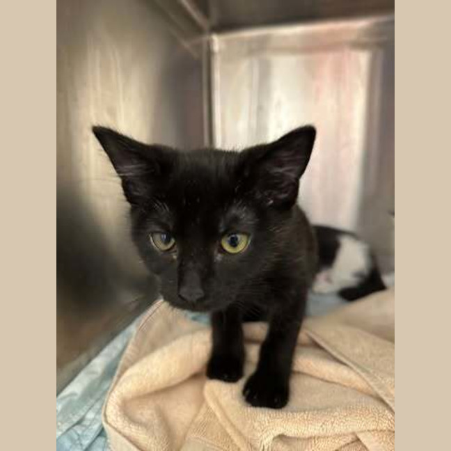 Photo of Toothless